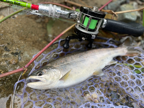 アマゴの釣果