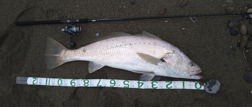 オオニベの釣果