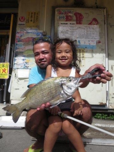 ミナミクロダイの釣果