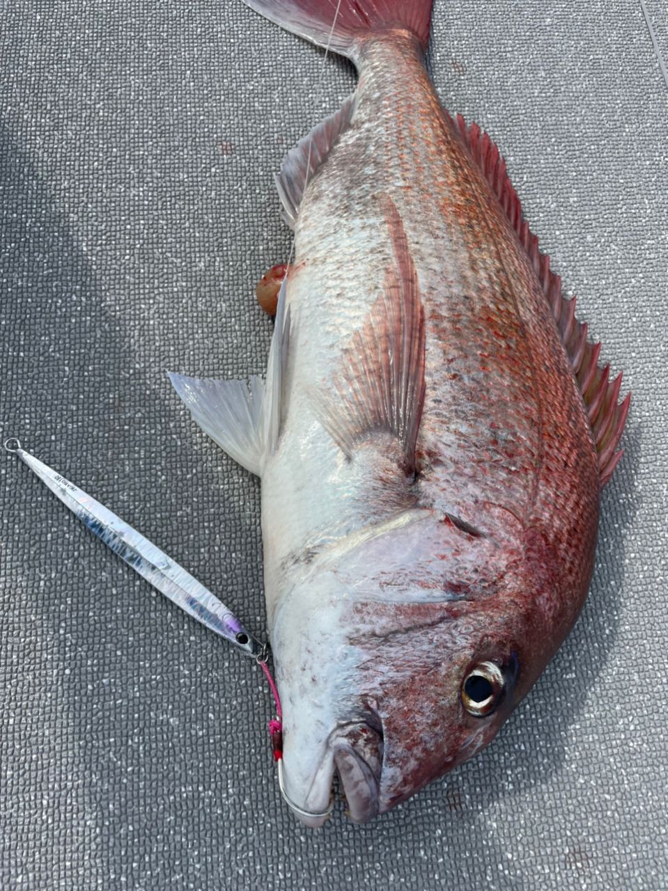 みっき🌴さんの釣果 2枚目の画像