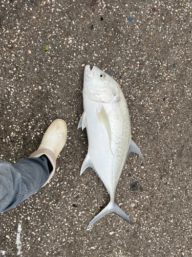 オニヒラアジの釣果