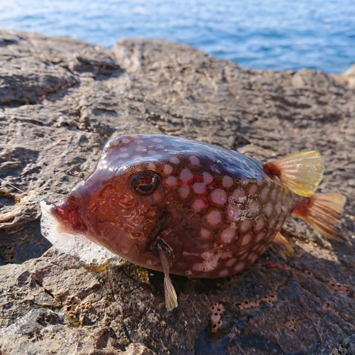 ハコフグの釣果