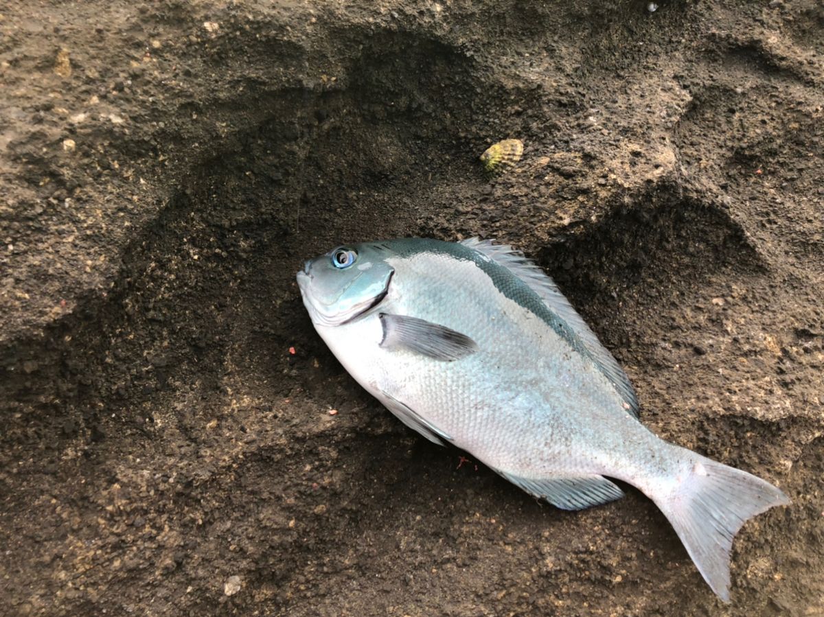 ビーサンさんの釣果 2枚目の画像