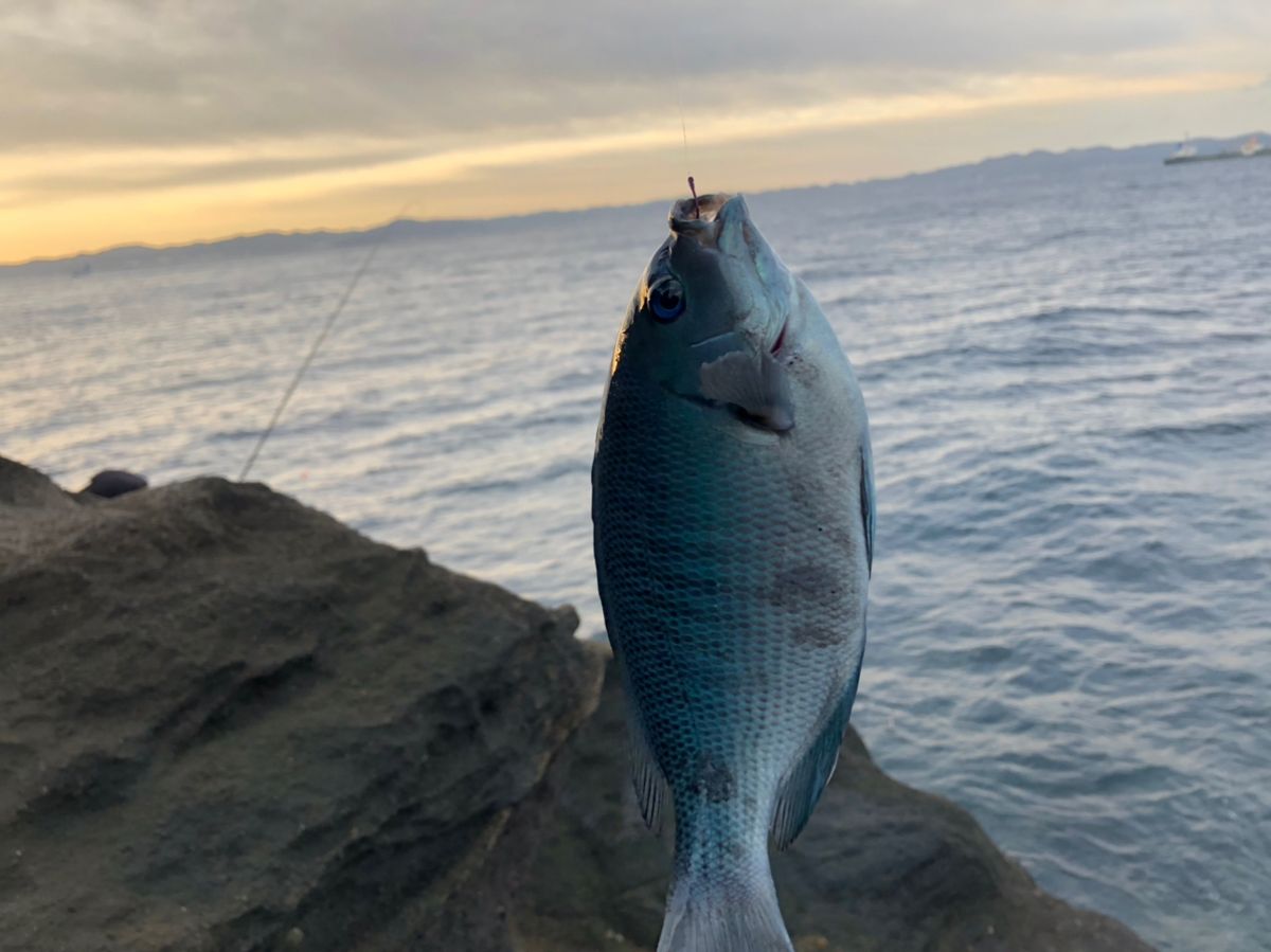 ビーサンさんの釣果 3枚目の画像