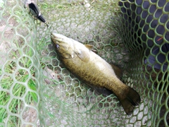 スモールマウスバスの釣果