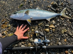 メジロの釣果