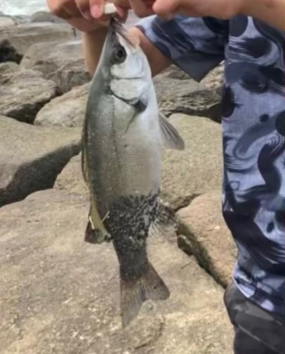 ヒラスズキの釣果