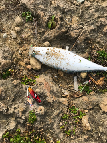 ミナミイケカツオの釣果