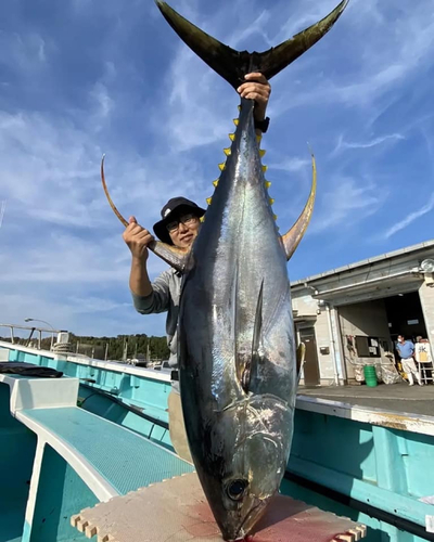 キハダマグロの釣果