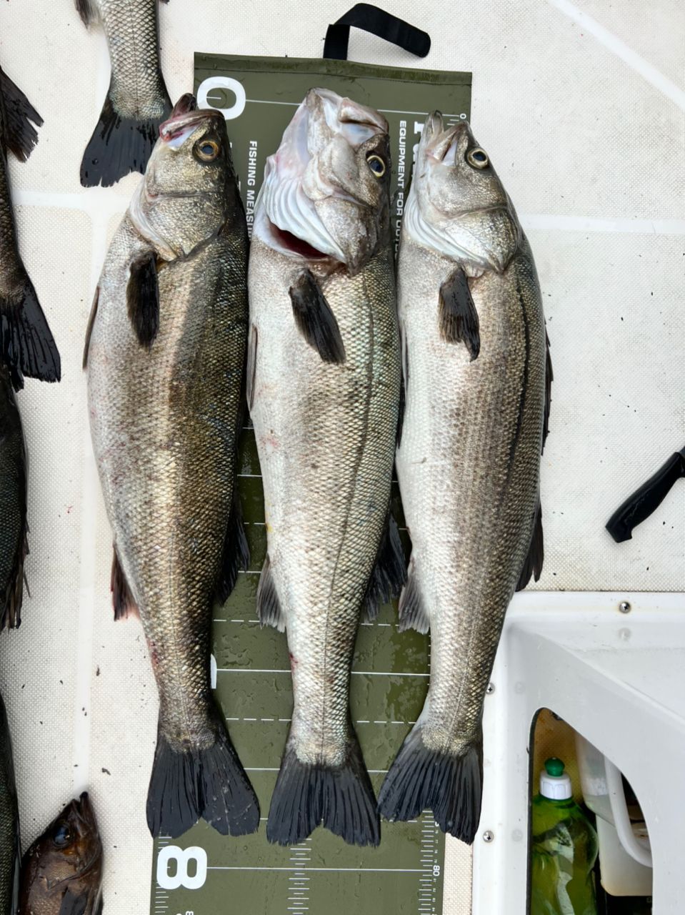 実釣隊🎣さんの釣果 2枚目の画像