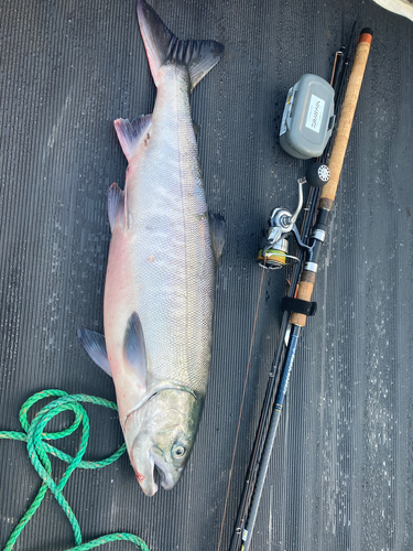 サケの釣果