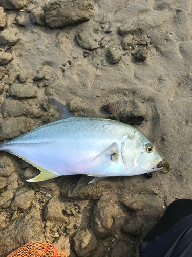 ガーラの釣果