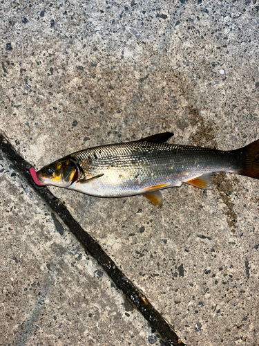 ウグイの釣果