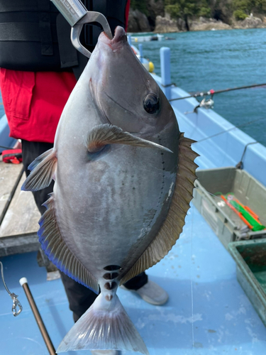 ニザダイの釣果