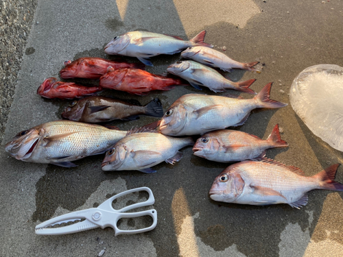 タイの釣果