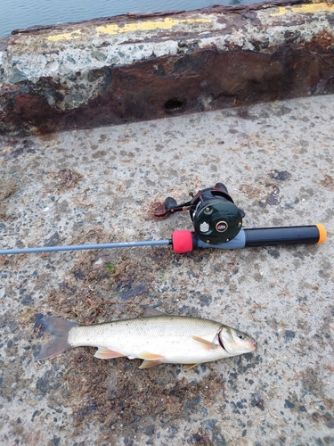 ウグイの釣果