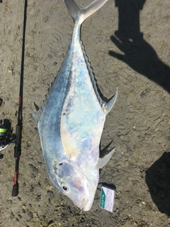 ウマヅラアジの釣果