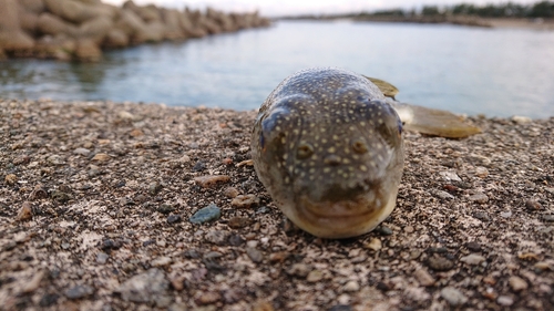 クサフグの釣果