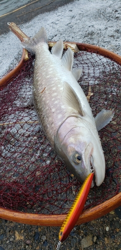 アメマスの釣果