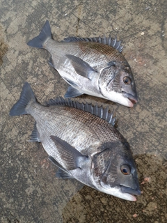 クロダイの釣果