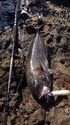 ギンガメアジの釣果