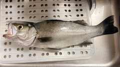 セイゴ（ヒラスズキ）の釣果