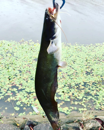 ナマズの釣果