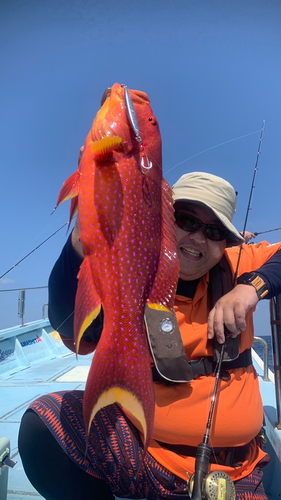 バラハタの釣果