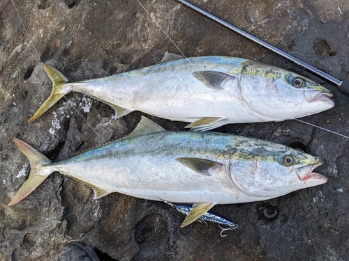 ブリの釣果