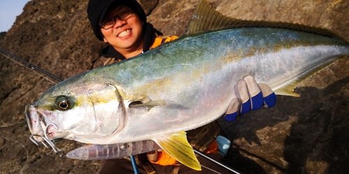 ヒラマサの釣果