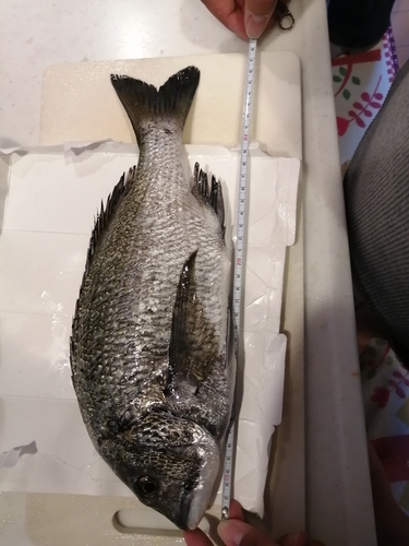 クロダイの釣果