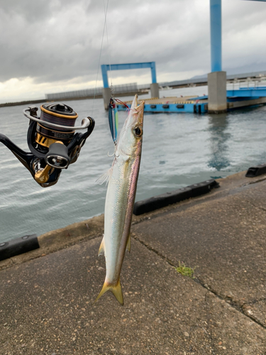 アカカマスの釣果