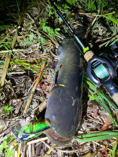 ナマズの釣果