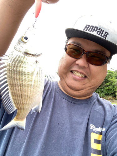 ミナミクロダイの釣果