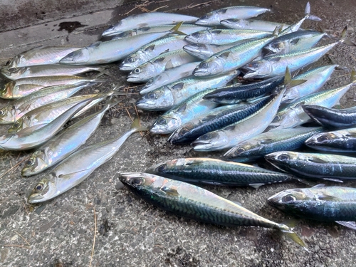 ゴマサバの釣果