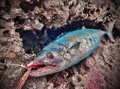 ハガツオの釣果