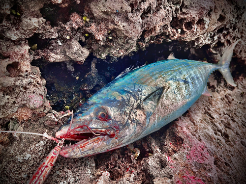 ハガツオの釣果