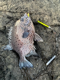 イシガキダイの釣果