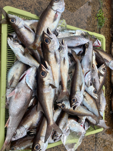 クロムツの釣果