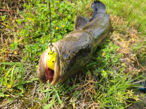 ライギョの釣果