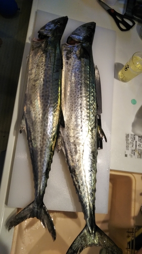 サワラの釣果