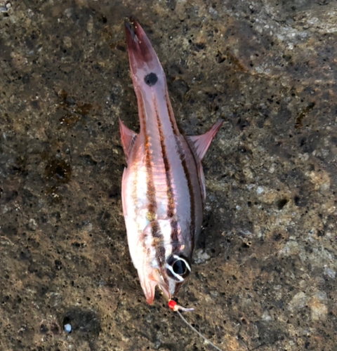 オオスジイシモチの釣果