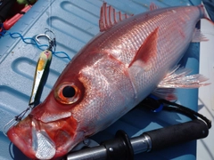 ハチビキの釣果