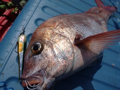 マダイの釣果