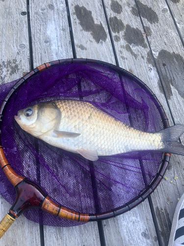 ヘラブナの釣果