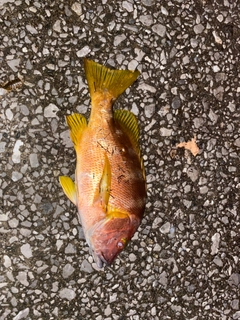 シブダイの釣果