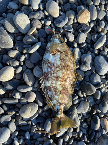 アイゴの釣果