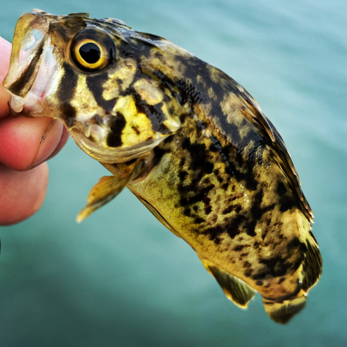 ベッコウゾイの釣果