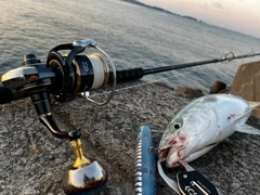 ハマチの釣果