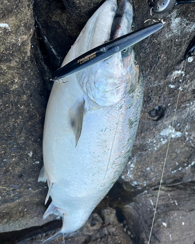 サクラマスの釣果